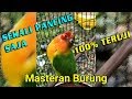 Sekali Pancing Saja Teruji Memancing Lovebird Fighter Ngetik Dan Ngekek Panjang Mp3 - Mp4 Download
