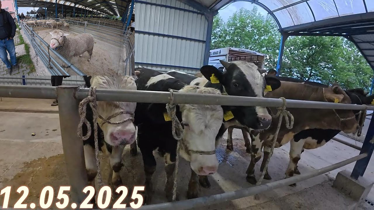 13.05.2025 GÖNEN/BALIKESİR BÜYÜKBAŞ VE KÜÇÜKBAŞ HAYVAN PAZARI 