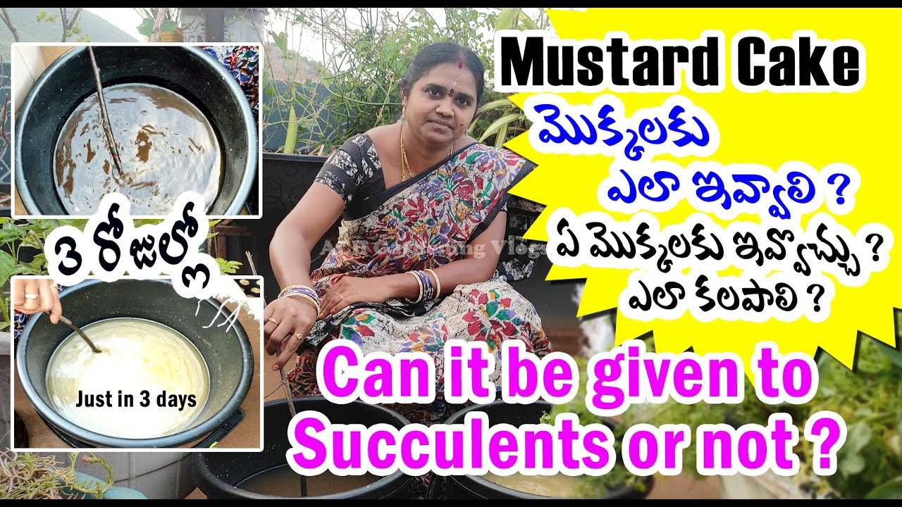 మంచి పూతకి , కాపుకి Mustard Cake for plants Organic Fertilizer at