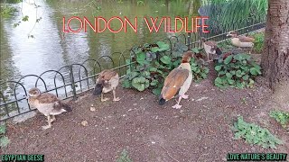 Amazing Nature's | Family of Egyptian Geese | Love nature's beauty