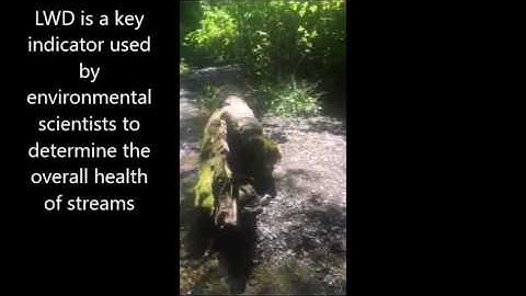 Stream Ecology Final