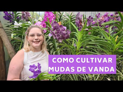 Vídeo: Crescendo a Orquídea Vanda - Saiba como cuidar das orquídeas Vanda