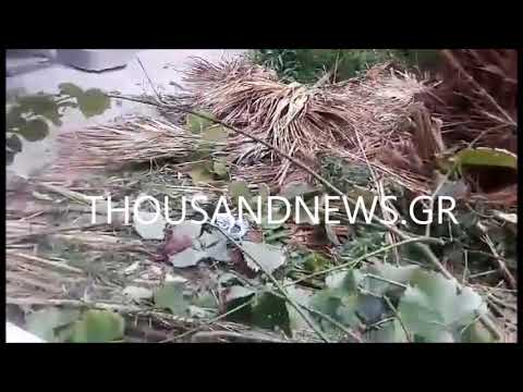 Εργαζόμενος στον δήμο ο 70χρονος στην Καλαμαριά που καταπλακώθηκε από πτώση δέντρου