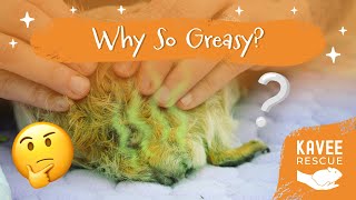 Grease Gland Cleaning and Health Checks for Older Guinea Pigs