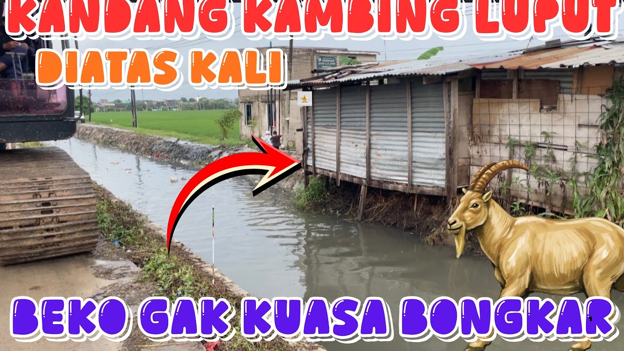 RUMAH  DIBONGKAR KANDANG KAMBING AMAN DI KALI TANGGULGABUS