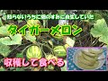 【家庭菜園－番外編】知らないうちに畑のすみに自生してきたタイガーメロンを収穫して食べる！