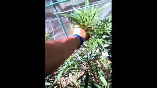 6/8/15 outdoor update.