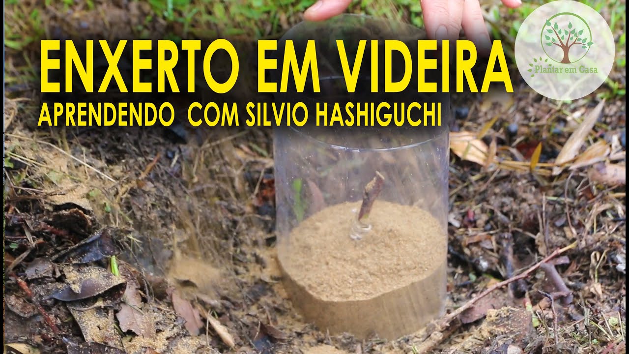 Viticultura Enxerto em Videira como Fazer com Silvio Hashiguchi