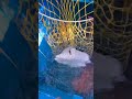 🌊🌊🌊Suspended in Cerulean #shorts #shortsviral #colorfulfish #shortsvideo #seafish#fishing#deepblue