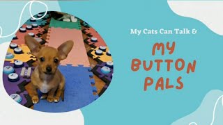 Tiny chihuahua is big talker! by My Button Pals 93 views 1 year ago 3 minutes, 10 seconds