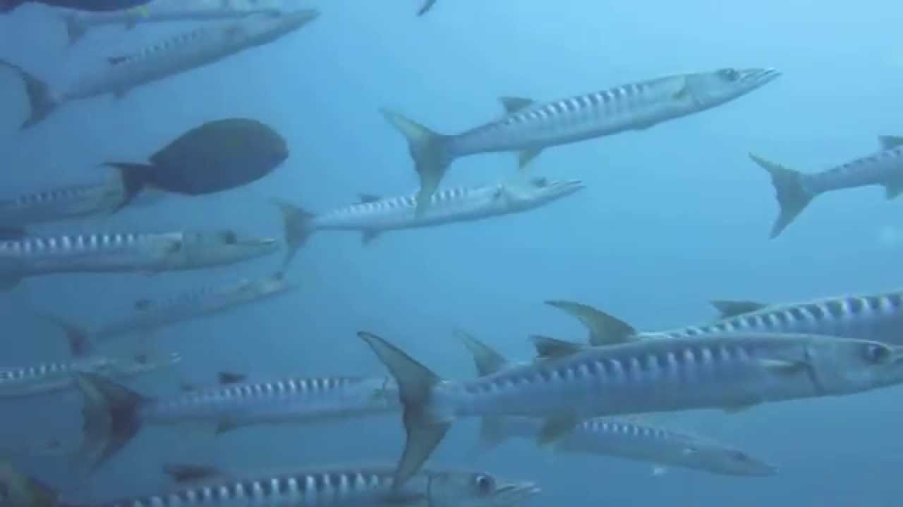 Scubadenz : Barracuda & Surgeonfish