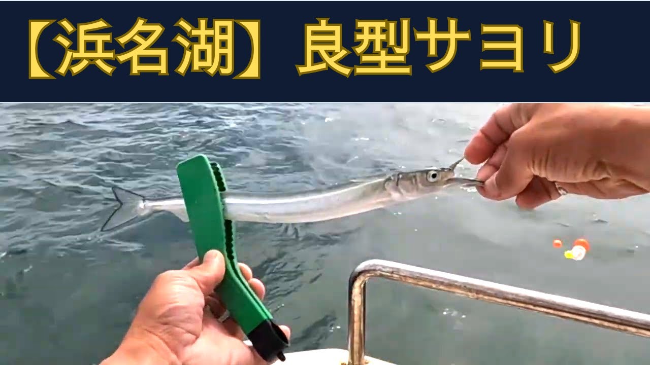 【浜名湖】サンマサイズのサヨリは仕掛けを流すだけで釣れる！