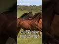 The Horse 3 The Horse in the Book of Job: A Profound Biblical Analysis