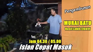 Pengembunan MURAI BATU yang benar agar isian cepat masuk