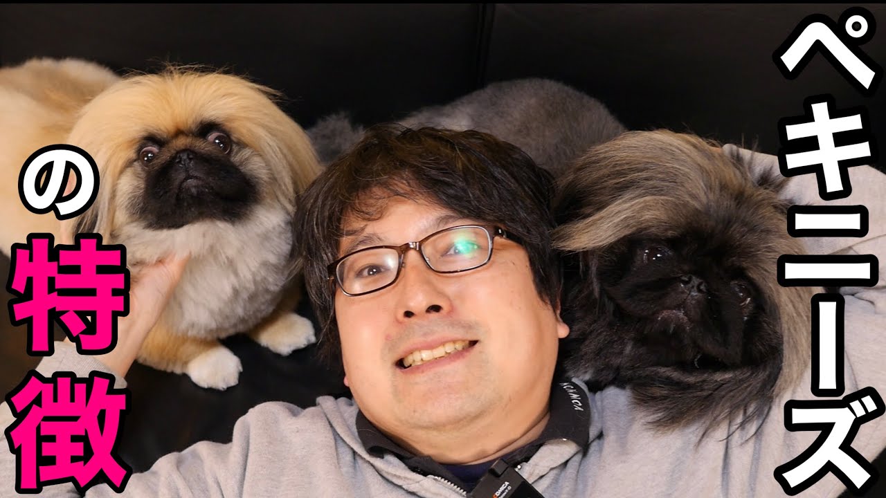 つぶらな瞳の短頭種！【ペキニーズの特徴】をペットショップ店長が解説