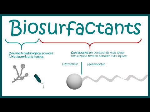 Video: Hidrofobine: Biosurfactanți Multifuncțional Pentru Inginerie De Interfață