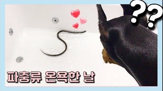 (Eng Sub) Cleaning Reptiles In A Large Bathtub!!