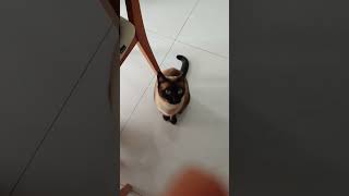 Oi pessual 🐱🩷🩵. love love #cat #petsfofinhos #gatitos #cats #cute #catvideos #fofurafelina #catlife