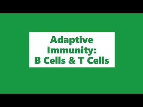 Video: Terapi Gabungan Yang Mensasarkan Imuniti Semula Jadi Dan Adaptif Meningkatkan Survival Dalam Model Kanser Ovari Pra-klinikal