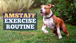 Amstaff Exercise Routine: Tips for a Healthy and Happy Dog