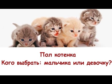 Вопрос: Каково питомца лучше взять кошку или кота?