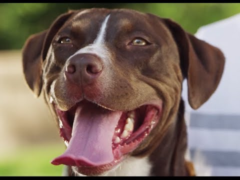 the-story-of-kira-the-service-dog:-by-petco