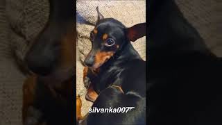 STICKING HER TONGUE OUT | Funny Dog Videos Miniature Pinscher Zwergpinscher Puppy Viral TikTok Short