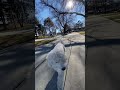 Off leash heel training with little Nugget!