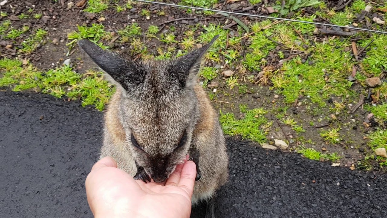 so cute, tammar wallaby