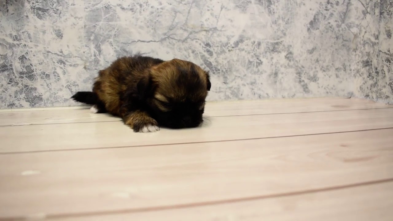 ワンラブ　名古屋市　ペットショップ　217560