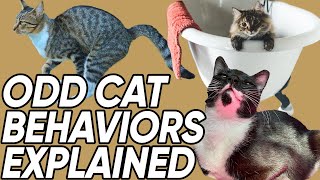 Why Your Cat Sleeps on Your Head and Other Odd Behaviors Explained
