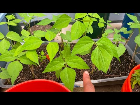 My Container Garden Is Thriving… and Struggling (July Update)