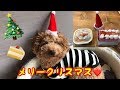 犬用のケーキが本格的すぎる！味も美味しい！トイプードルそぼろ❤