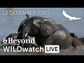 WILDwatch Live | 12 December, 2020 | Morning Safari | South Africa