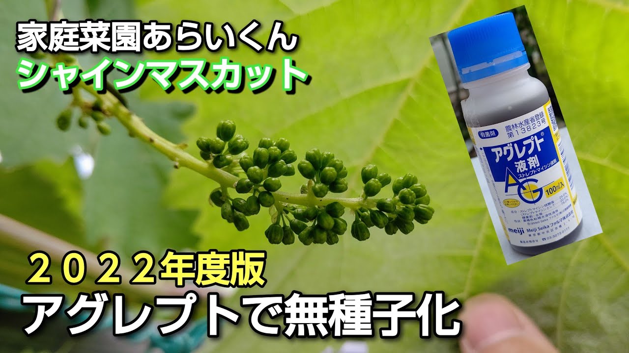 【シャインマスカット】第８１回、アグレプトを使用して無種子化【2022年度版】