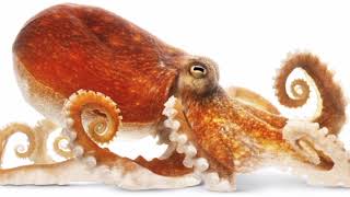 Why Octopus has three heart and blood of Octopus is blue | Ordinary knowledge.