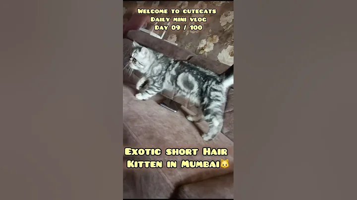 Watch the video about Exotic Shorthair cat