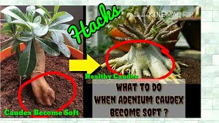 What to do when Adenium's Caudex Become Soft ? Best Soil & Care for Adenium Bonsai | Grow Adenium 😎 screenshot 5