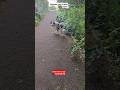 Simbaрџђ Morning Pets France Doggielife 2025 Puppy Paris Simbaрџђ Morning Pets France Doggielife 2025 Puppy Paris