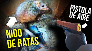 ¿Cuál es la mejor manera de deshacerse de las ratas?