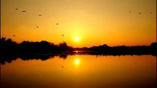 Background Video Senja Burung Beterbangan