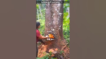 cutting down a hundred year old mahogany tree#chainsaw#lumberjack#cuttingdowntrees