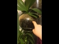 Как я выращиваю орхидеи