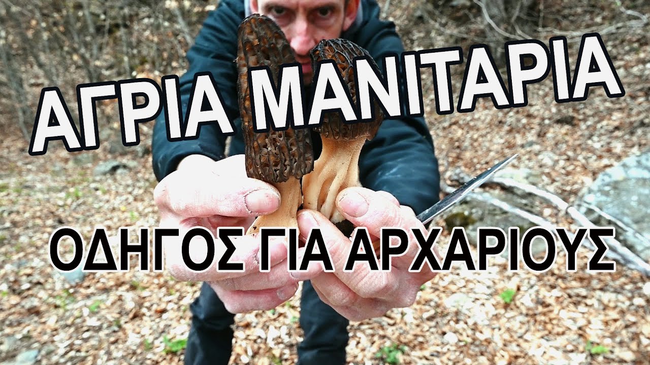 άγρια μανιτάρια - οδηγός για αρχάριους