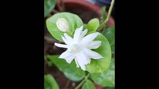 jasmine  Arabian jasmine nature flower plant lovelyflowers whatsappstatus flowerflower