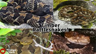 Finding Timber Rattlesnakes In Georgia and Tennessee!