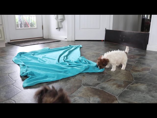 Ziggy video thumbnail