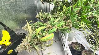 Thi strawberry