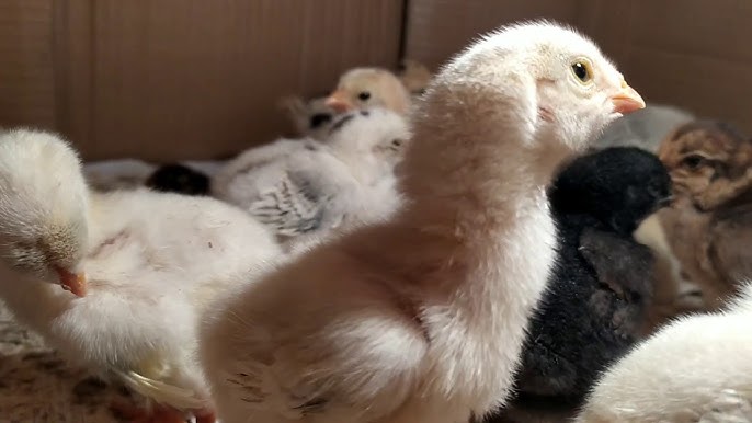 Porno odobsizliklar Sinoni vasvasaga soldi