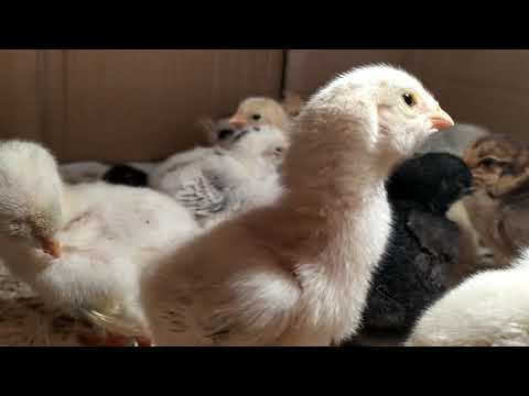 Ben Ten porno tomosha qiling